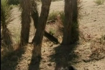 Кокетливая девчонка с другом трахается на песке