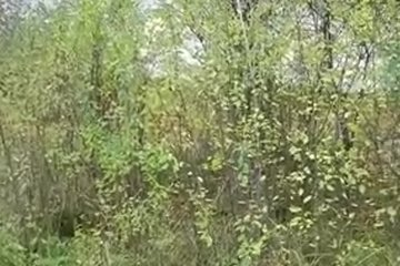 За деньги оттрахает развратницу в лесу